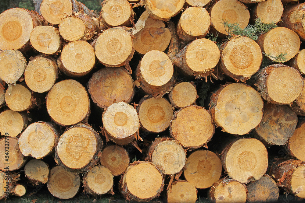 Freshly cut pine trunks in the north of the province of Palencia, Spain. Freshly cut pine trunks in the north of the province of Palencia, Spain.