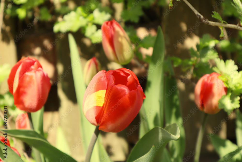 Close up of many delicate vivid red and yellow tulips in full bloom in a sunny spring garden, beautiful outdoor floral background.