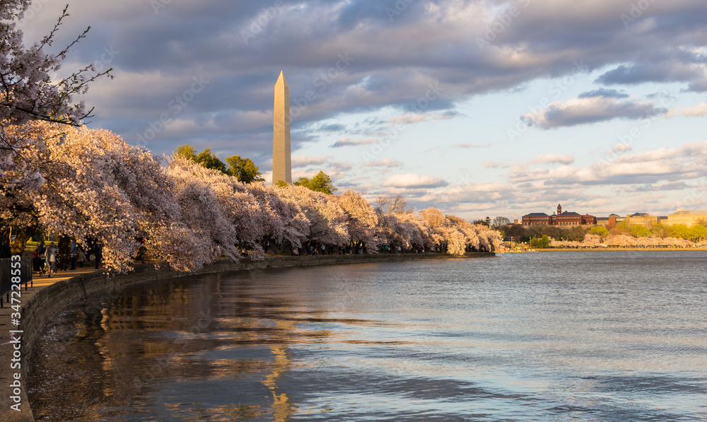 The Washington Monument and cherry blossoms on the Tidal Basin in Washington, D.C.