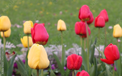 Close up of many delicate vivid red and yellow tulips in full bloom in a sunny spring garden, beautiful outdoor floral background.