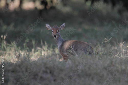 dikdik solt photo