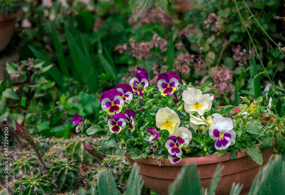 Beautiful blooming viola tricolor with colorful – purple, white and yellow – flowers, growing in a garden