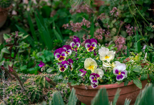 Beautiful blooming viola tricolor with colorful – purple, white and yellow – flowers, growing in a garden