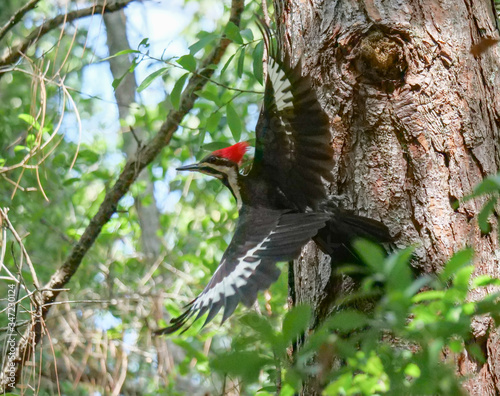 Pileated Woodpeckers
