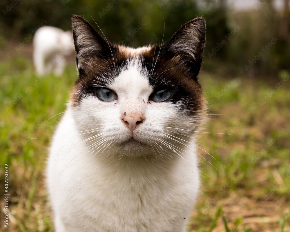 a pretty black-and-white cat with blue eyes walks concentrated, stealthy and staring
