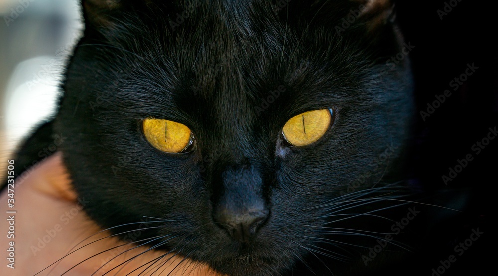 Head of a black cat with yellow eyes close up