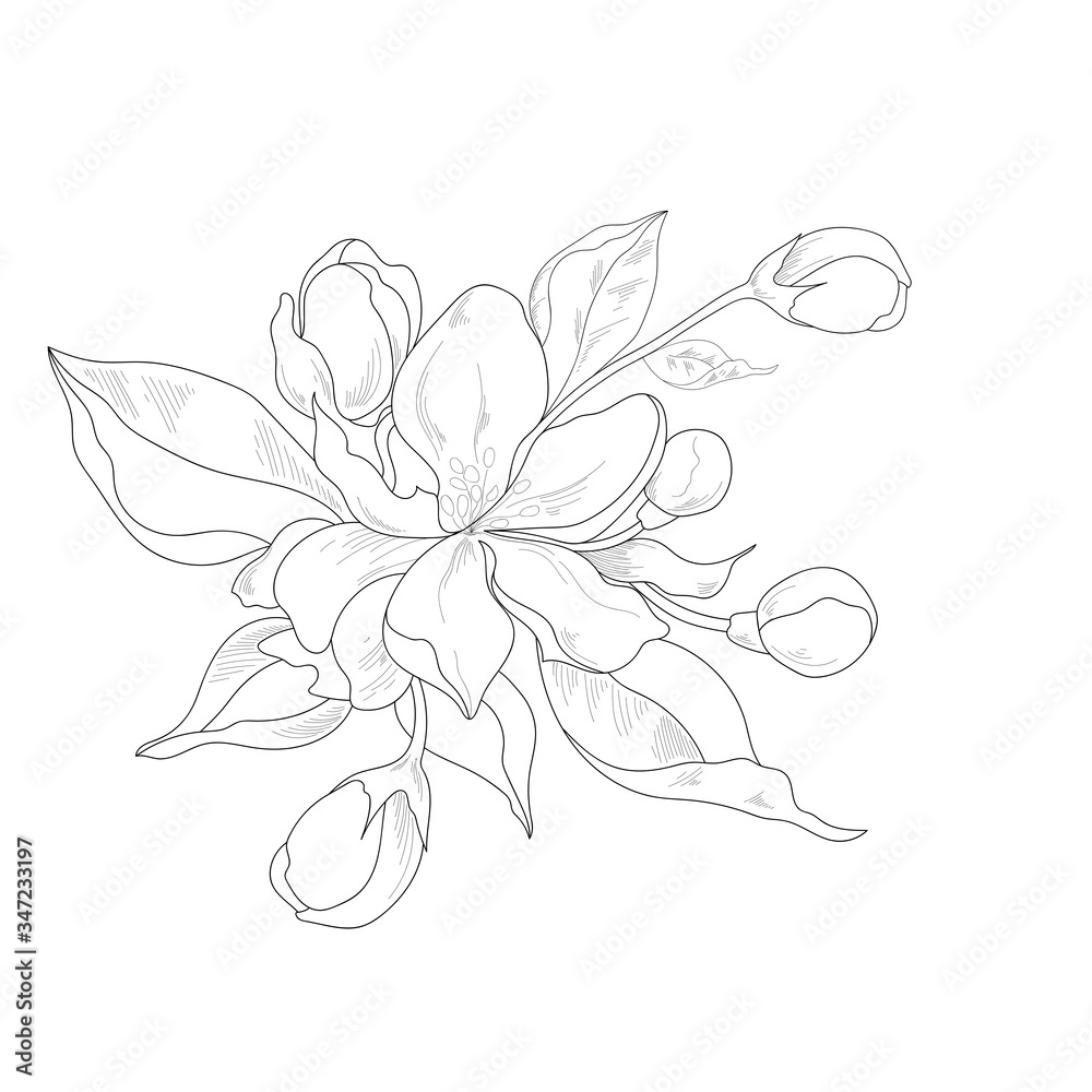 Line drawn flowers bouquet ,buds isolated in white background:card design:invitation Line drawn flowers bouquet ,buds isolated in white background:card design:invitation