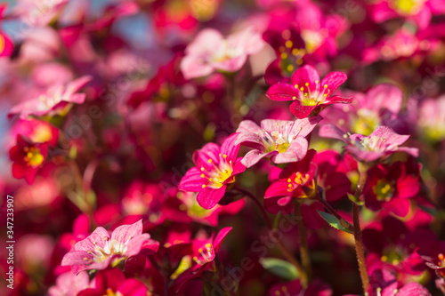 fuksjowo-różowe kwiaty, skalnica Purpurteppich kwitnąca wiosną