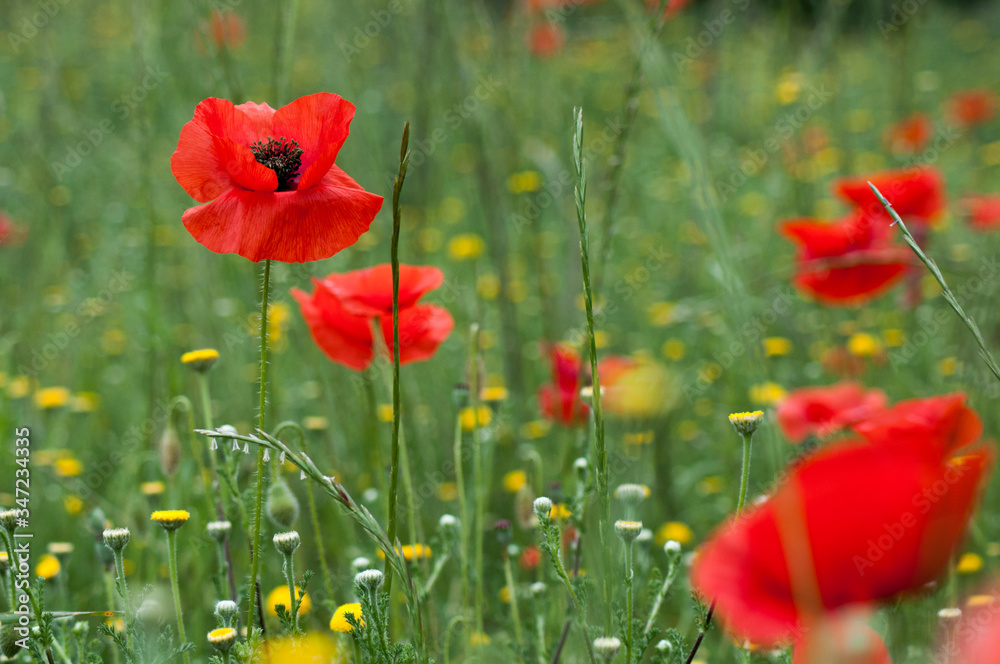 Obraz premium Prado con amapolas rojas en primavera