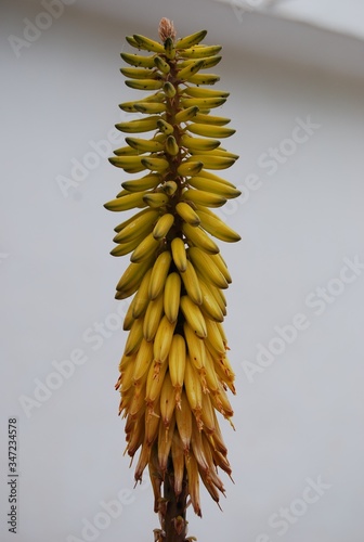 Tall Yellow Aloe Vera Flower