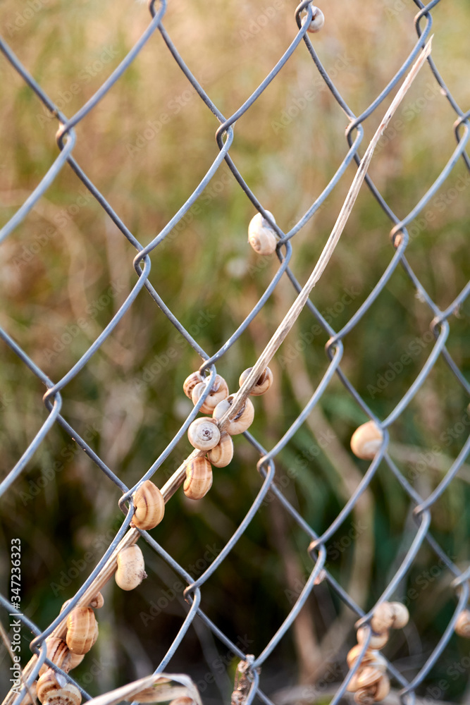 Set of snails on a metal fence