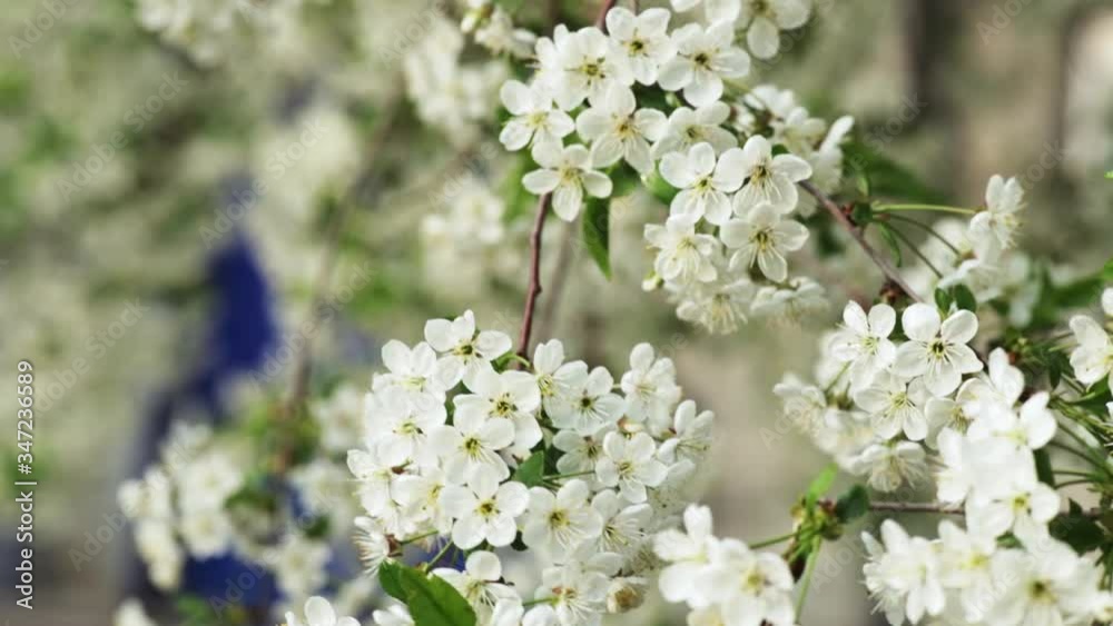 white cherry tree flowers swaying in the wind white cherry tree flowers swaying in the wind