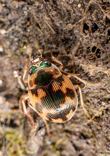 Omophron (Omophron) limbatum (Fabricius, 1777) (Coleoptera, Carabidae) on a sandy riverbank photo