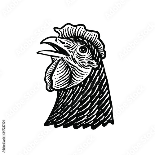 Domestic chicken head Vector illustration