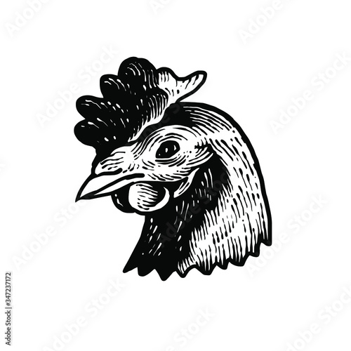 Domestic chicken head Vector illustration