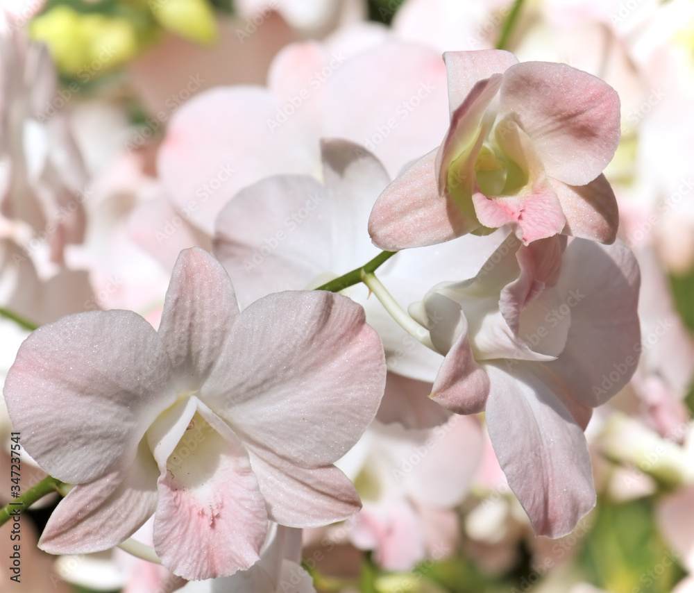 Obraz premium Light pink orchid close-up.