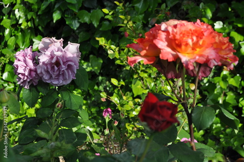 Jardín de rosas al atardecer 
