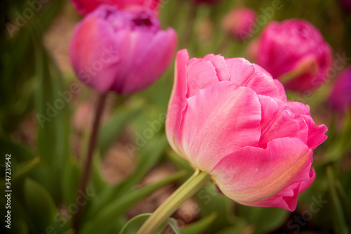 Delicate pink tulip in the springtime