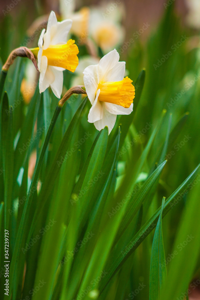 Twin daffodils in the springtime Twin daffodils in the springtime