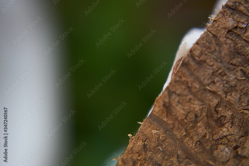 Tekstura kokosa, zbliżenie i piękne kolory. Makro oświetlonego kokosa. - obrazy, fototapety, plakaty 