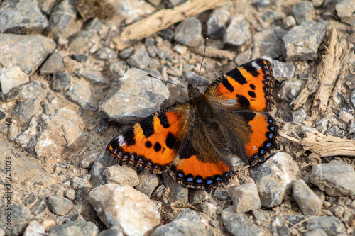 Mariposa sobre las piedras calientes por el sol.