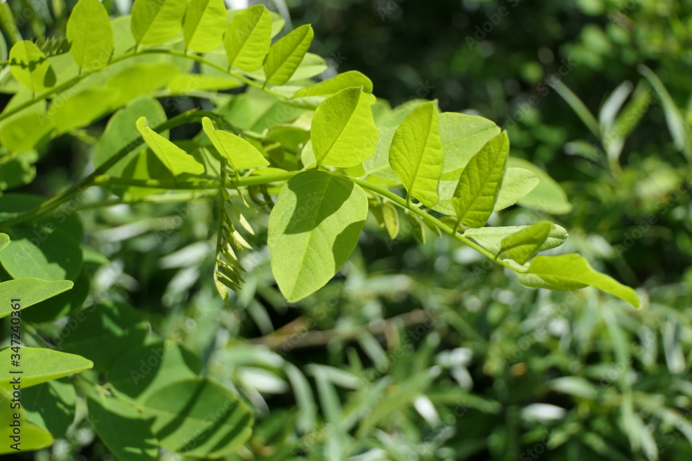 Soothing energy through plants Soothing energy through plants