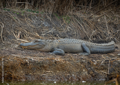Alligator on ground