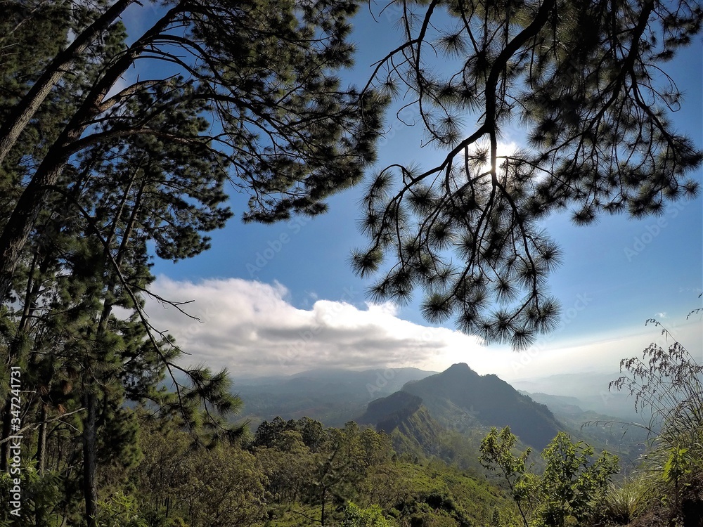 tree in the mountains