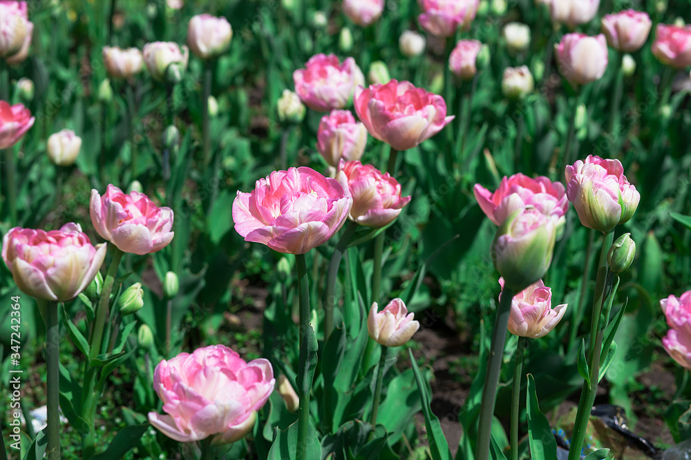 field of pink tulips field of pink tulips