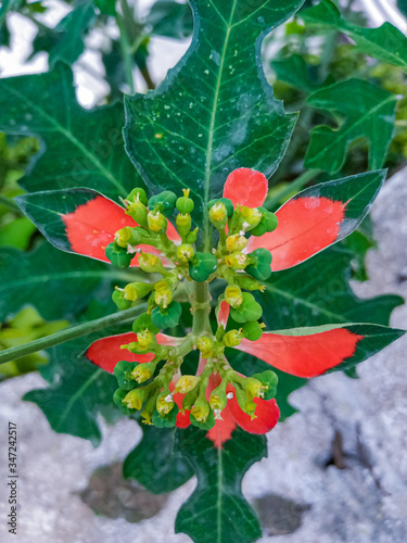 christmas holly berries