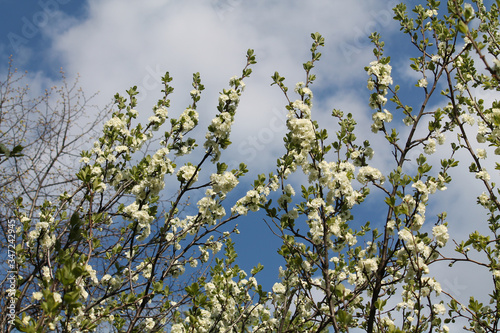 Blooming white plum tree in spring garden