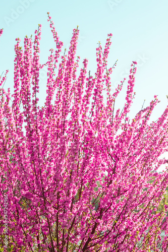 pink flowers Apricot blossom Peach Blossom in spring