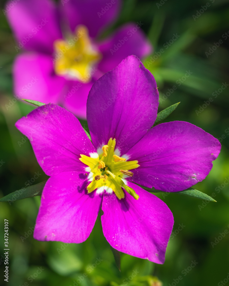 Meadow Pink along the Shadow Creek Ranch Nature Trail in Pearland! Meadow Pink along the Shadow Creek Ranch Nature Trail in Pearland!
