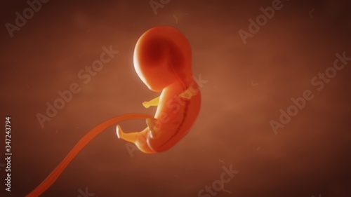 3D illustration the formation of the fetus of the baby in the womb