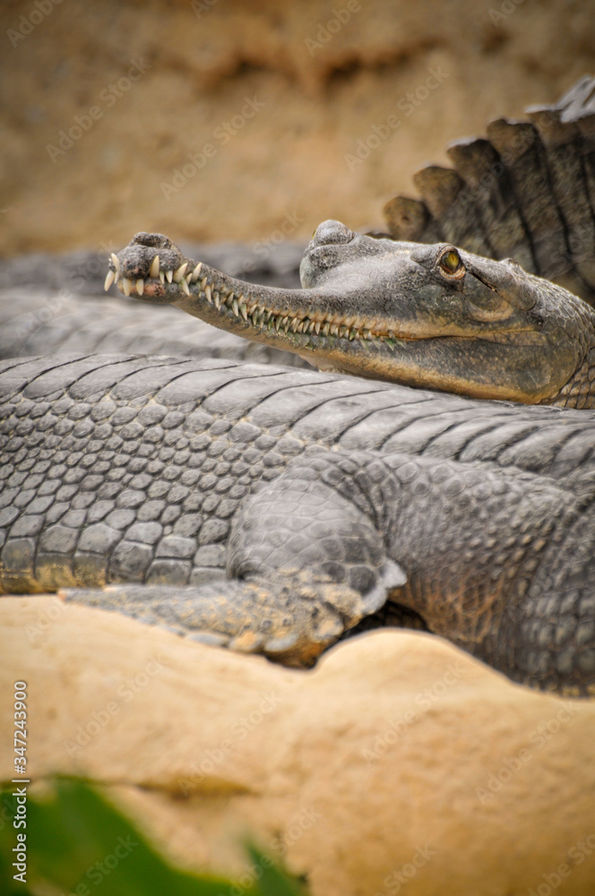 Obraz premium The gharial (Gavialis gangeticus), also known as the gavial, and the fish-eating crocodile, portrait