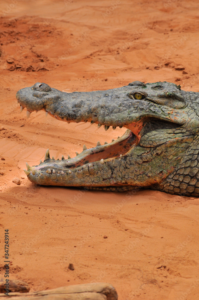 Fototapeta premium Nile crocodile with open mouth. Teeth details (Crocodylus niloticus), dangerous crocodiles