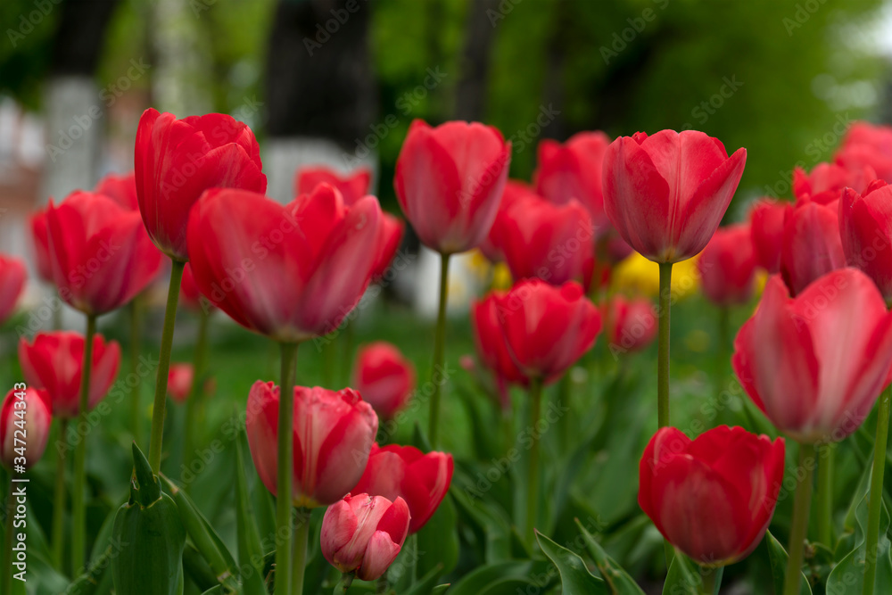Fototapeta premium Red tulips bloomed in the spring.