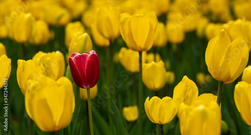 Yellow and red tulips bloomed in the spring.