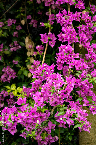 Beautiful bright fuchsia bougainvillea shrub on a sunny day