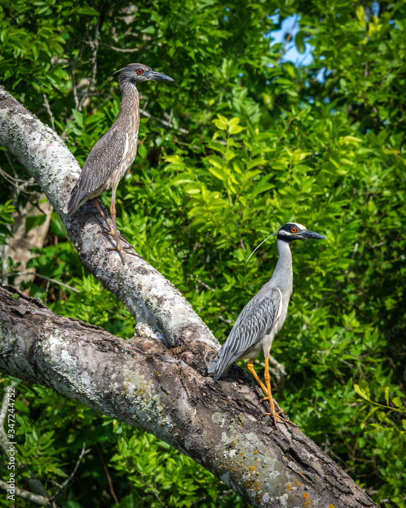 Fototapeta premium Yellow-crowned Night Herons over Clear Creek in Pearland!