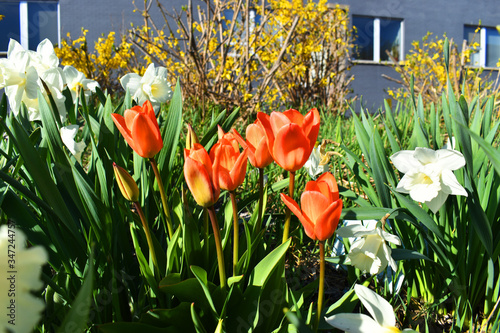 tulip flowers  photo