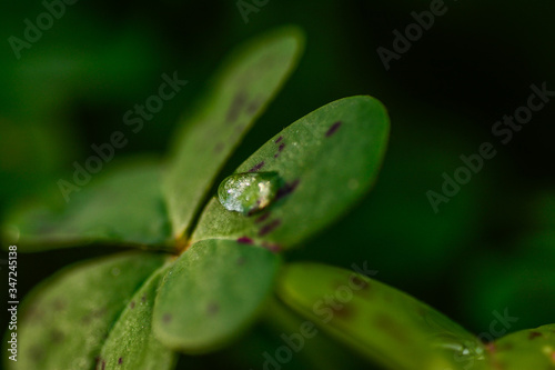 water drop on a green leaf