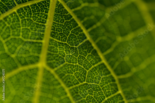 green leaf macro