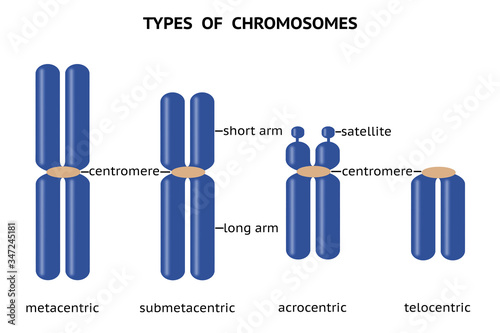 Types of chromosomes based on position of centromere. Metacentric, submetacentric, acrocentric and telocentric chromosomes photo