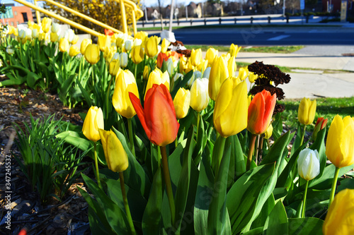 tulip flowers  photo