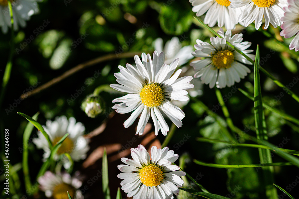 Fototapeta premium daisies viewed from above with white petals