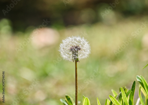Dandelions growing in the grass during springtime