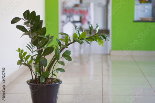Zamioculcas Zamiifolia - plant pot indoors, inside home, getting sun lighting