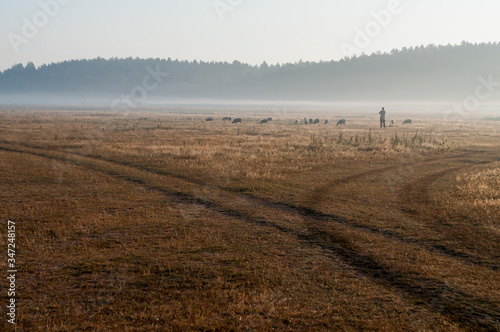 The cattleman and sheep that pasturing in the meadow of brown color far away. Foggy weather. Early autumn. Morning