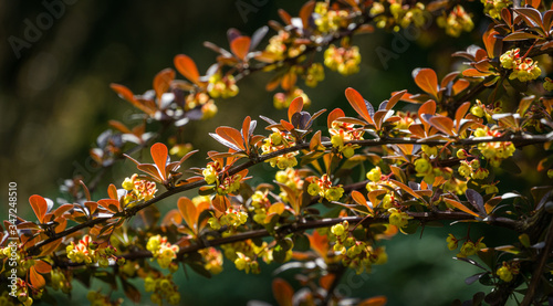 Blooming of barberry. Beautiful yellow small flowers of Berberis thunbergii Atropurpurea on branches with purple leaves against beautiful bokeh. Selective focus.